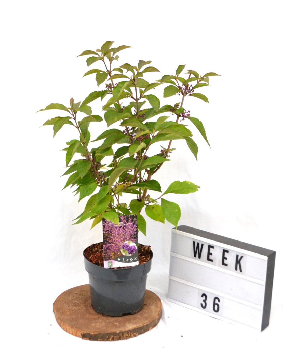 Callicarpa bod. Magical Deep Purple - C3 20-40 CM